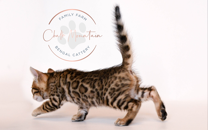 Bengal kitten for sale